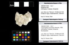 Foto (Objekt + Etiketten) von Cracensigillatus acutirostris (Moericke, 1889) 